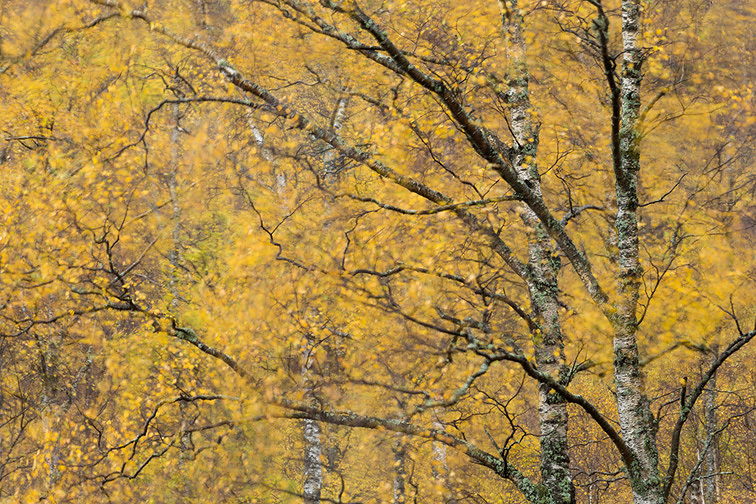Section of autumnal silver birch woodland blowing in wind, Scotland